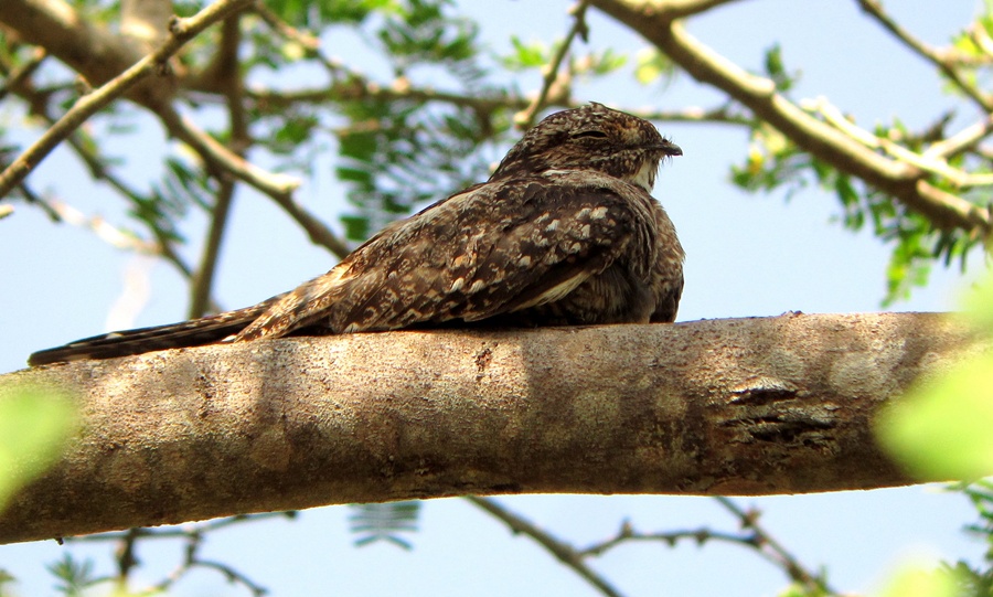Bird Observation in Salamanca Island Road Park