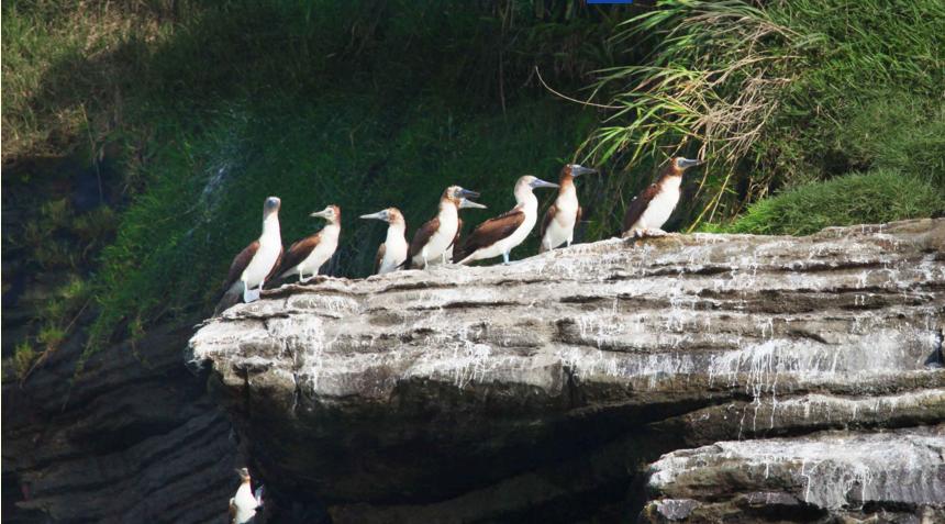En Isla Palma Ladrilleros, el santuario de la aves.