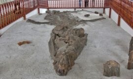 Paleontología en Villa de Leyva