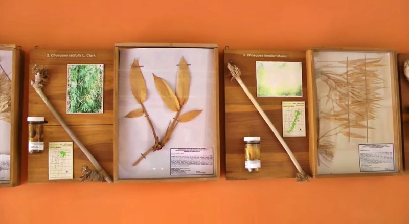 Centro Nacional para el Estudio del Bambú Guadua - Quindío Colombia