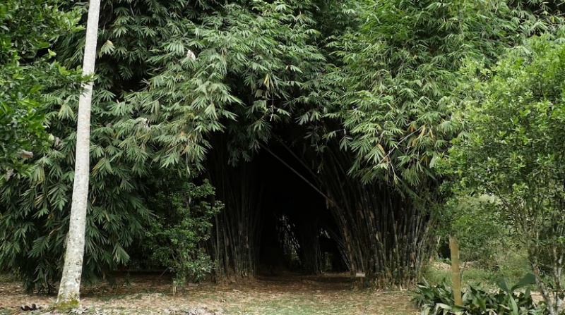 Paraíso del Bambú y la Guadua - Eje Cafetero Quindío