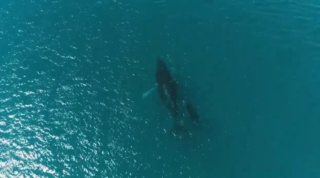 Avistamiento de Ballenas en el Océano Pacifico