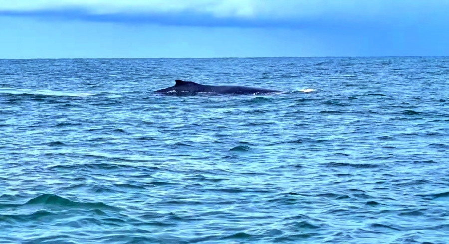 Avistamiento de ballenas jorobadas en Buenaventura - Pacifico Colombiano