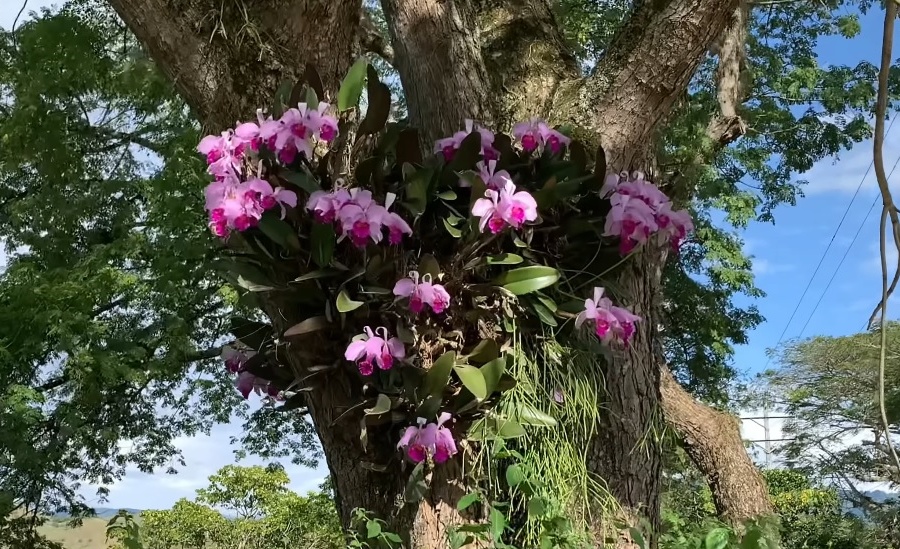 la Orquídea (Cattleya Trianae) - Colombia
