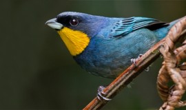 Avistamiento de Aves en Cali