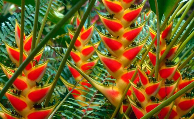 Parque Nacional de las Heliconias - Sitios Turísticos de Valle