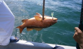 Pesca Deportiva - Juanchaco y Ladrilleros