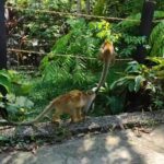 Bioparque Los Ocarros, Colombia