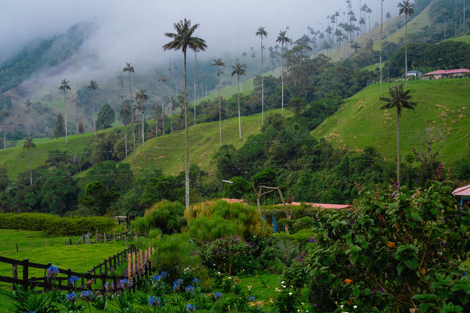 Valle De Cocora Salento Quind o Colombia