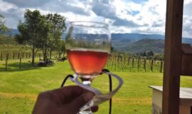 Olivares y Viñedos en Villa de Leyva