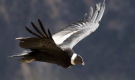 El Condor - Ave Nacional (Emblema)