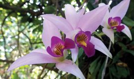 Flor nacional de Colombia