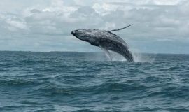 Avistamiento de ballenas entre Julio y Octubre