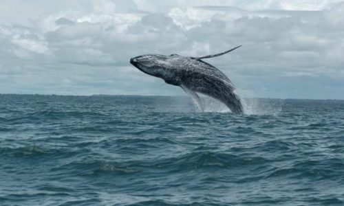 Pasadia Avistamiento de Ballenas