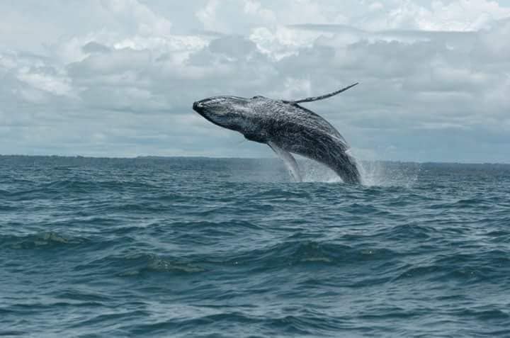Pasadía Avistamiento De Ballenas - Buenaventura