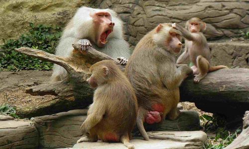 Tour Zoologico de Cali
