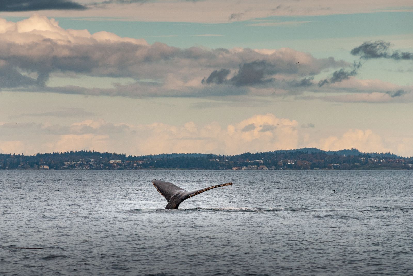 Avistamiento de Ballenas en el Pacifico Colombiano