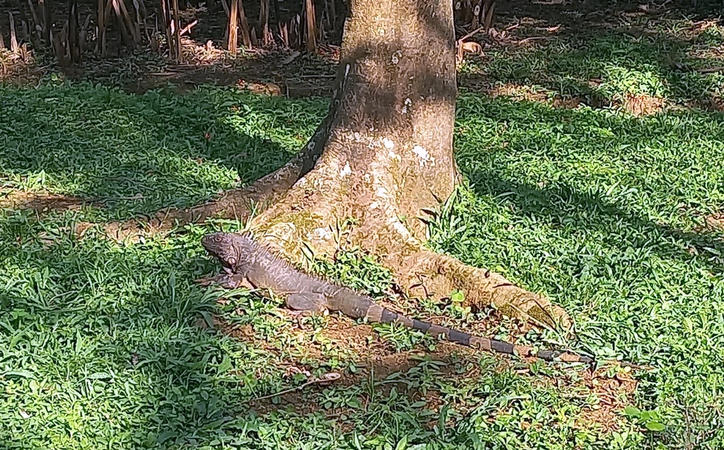 Flora y fauna del Jardin Botanico de Medellin - Antioquia Colombia