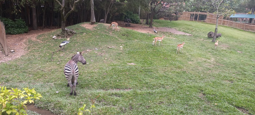 Animales del Africa del Parque de la Conservacion - Medellin Colombia - Antioquia