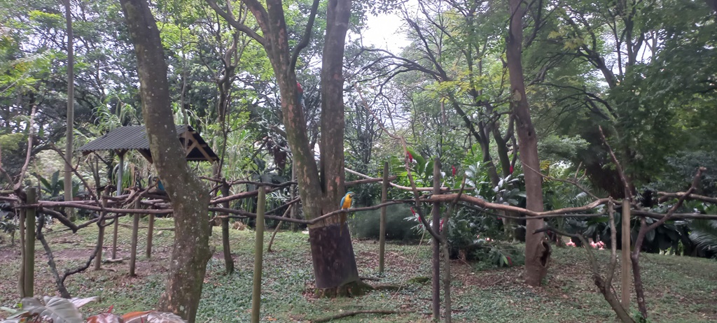 Guacamayas Parque de la Conservacion - Medellin Colombia - Antioquia
