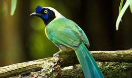 Avistamiento de aves en las Nubes - Jericó Antioquia