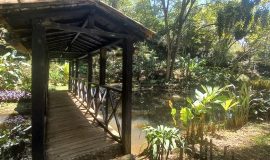 Avistamiento de aves en el Jardín Botánico los Balsos