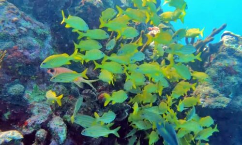 Buceo y esnórquel en Isla de San Andrés Buceo y esnórquel en Isla de San Andrés