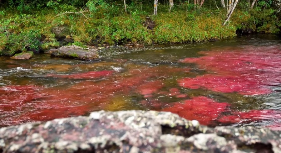 Río de los Cinco Colores, Caños Cristales