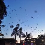 Parque de los loros o Parque Santander - Leticia Amazonas