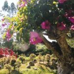 Manizales, así como otras ciudades que están en el Paisaje Cultural Cafetero,