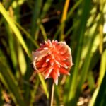 Sabanas de la flor de Inírida, Guainía – Colombia