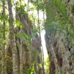 Ruta de la Sierra de la Lindosa - San Jose Del Guaviare