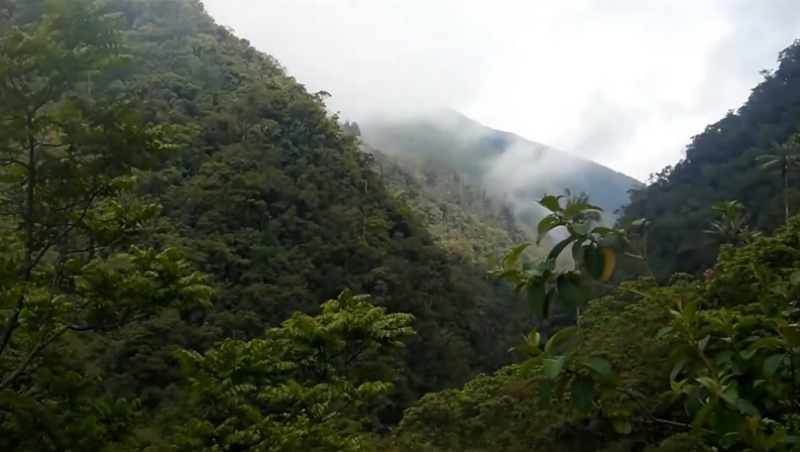 Bosque De Niebla Salento | Sitios Turísticos de Colombia