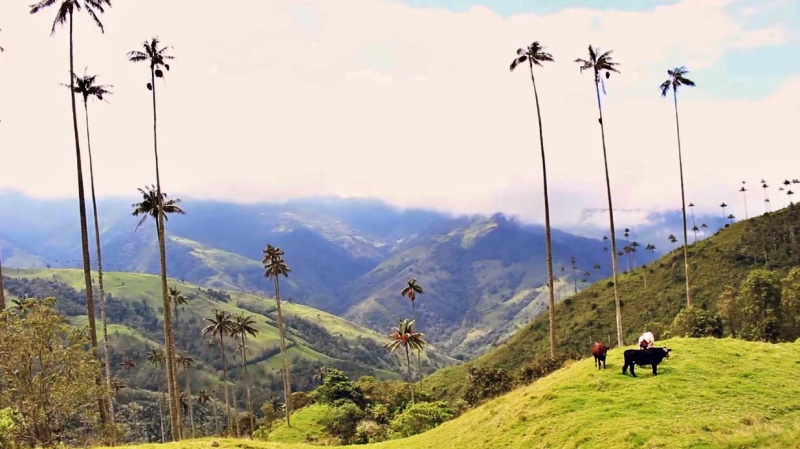 Tours: Te ofrecemos qué hacer en Pijao, departamento del Quindío