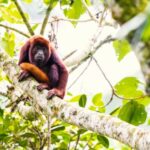 reserva natural Barbas Bremen, En Filandia, Quindío, Colombia