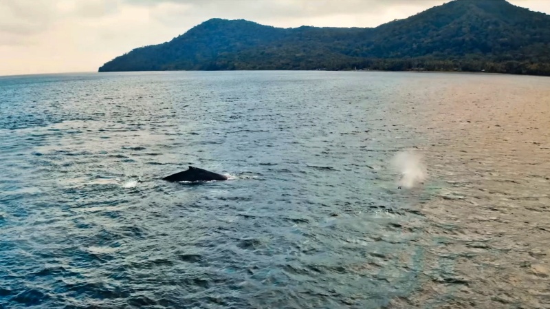 Isla Gorgona – Cómo llegar y qué hacer en el Parque