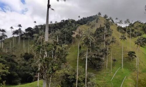 Bosque Natural Palma De Cera La Samaria Caldas Colombia Bosque Natural Palma De Cera La Samaria Caldas Colombia