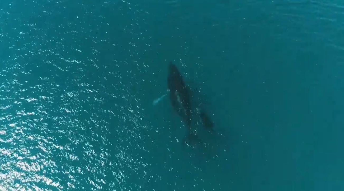 Avistamiento de Ballenas en el Océano Pacifico