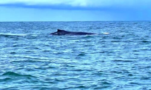 Avistamiento de Ballenas Jorobadas - Ladrilleros