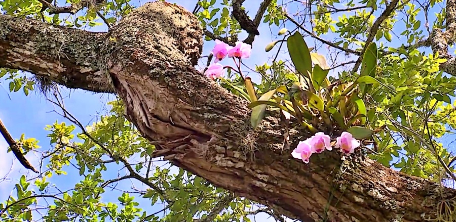 Jardín Botánico Juan María Céspedes - Atractivo turístico de Tuluá Valle del Cauca - Colombia