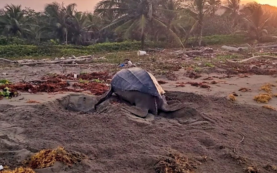 conocida como tortuga canal, caná, laúd, trunkturl, baula, cardón, bufeadora, galápago, tinglada