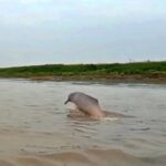 las ‘toninas’ o delfines de agua dulce en las bocas de los ríos Meta, Bita y Orinoco