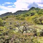 Garcero de Sirivana Del Llano Reserva Natural - Municipio de Yopal, Casanare - Colombia