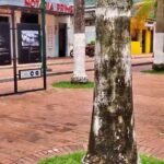Parque Francisco de Paula Santander Yopal, Casanare - Colombia