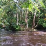 Caño Cucura. Déjate envolver de la selva y su misticismo