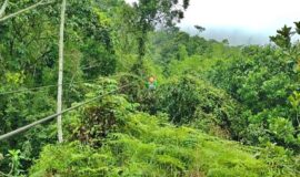 La Perejosa de cali, Colombia
