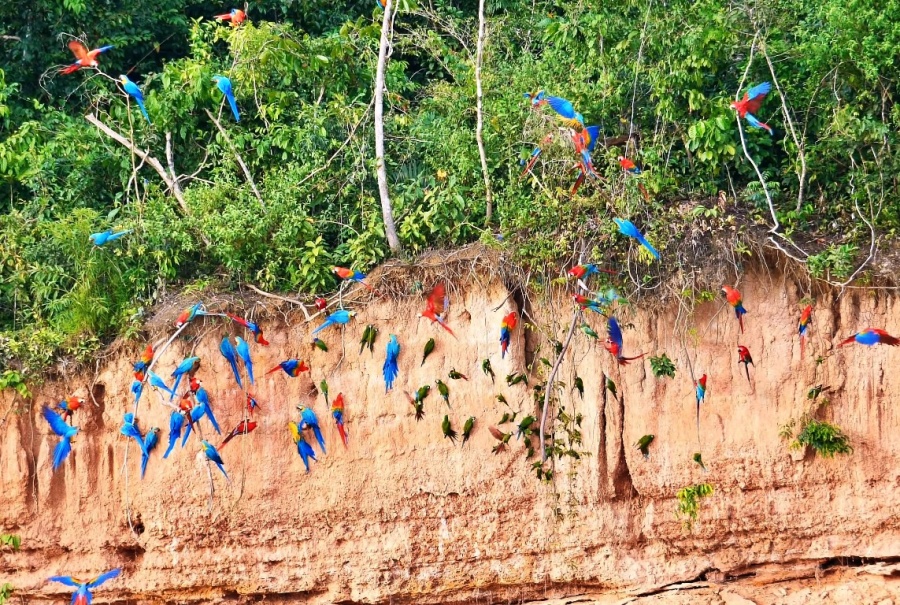 El ecoturismo en el Parque Nacional del Manu