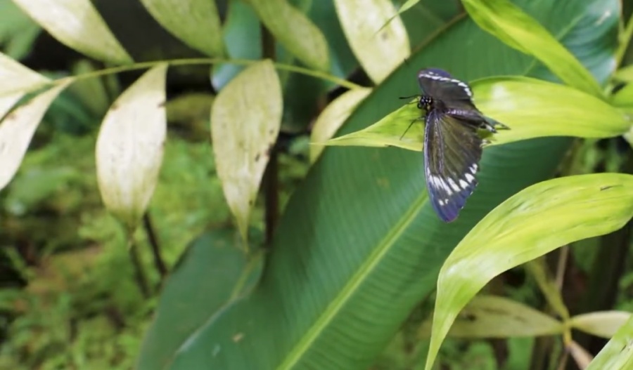 Mariposario Aguas Calientes - Pueblo Machu Picchu Perú