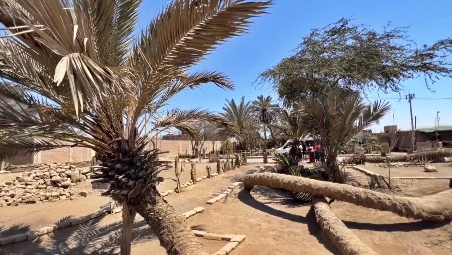 Palmera de siete cabezas de Cachiche Ica, Perú